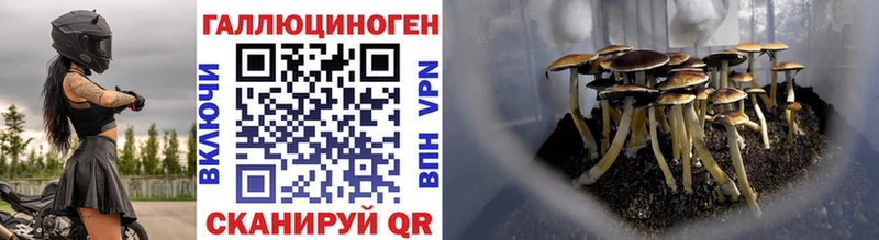 хочу   Новопавловск  Псилоцибиновые грибы MAGIC MUSHROOMS 